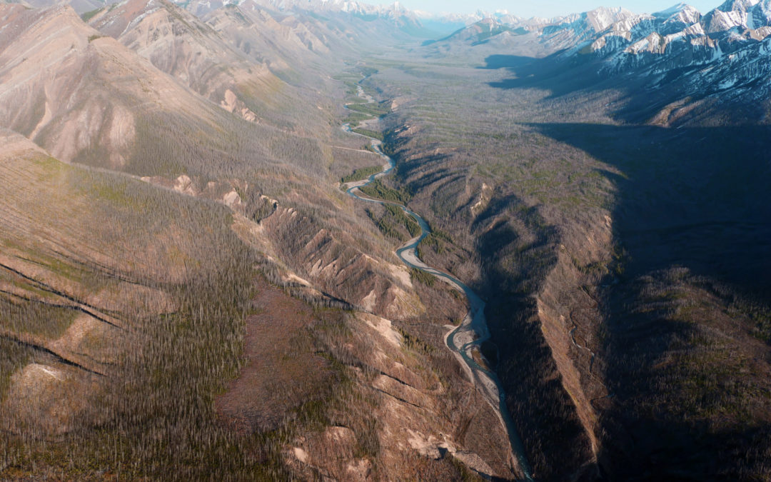 Wild Rockies