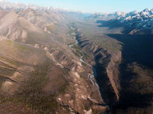 Wild Rockies